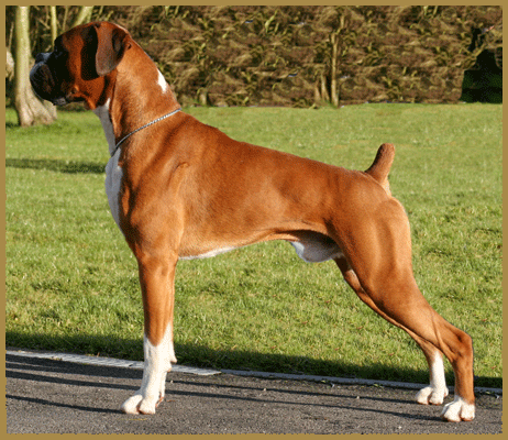 More Mahem for Mylicam - Red & White Boxer Stud Dog